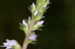 Common gypsyweed